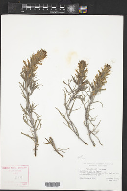 Castilleja citrina image