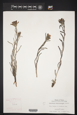 Castilleja latebracteata image