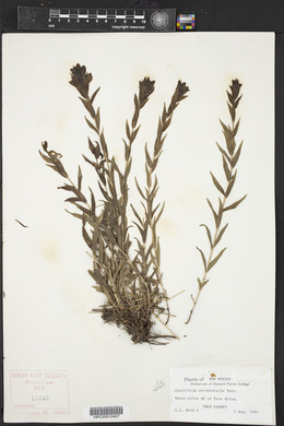 Castilleja occidentalis image