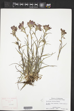 Castilleja indivisa image