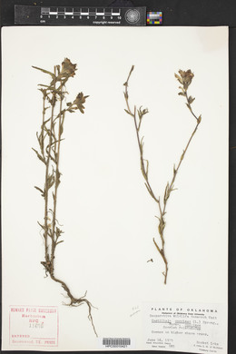 Castilleja coccinea image