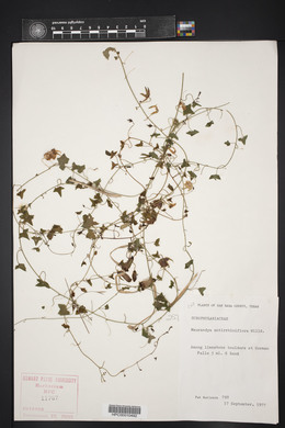 Maurandella antirrhiniflora image