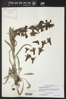 Penstemon cobaea image