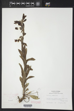 Penstemon cobaea image