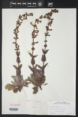 Penstemon fendleri image