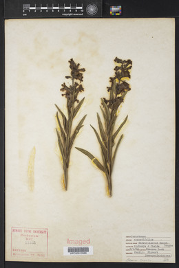 Penstemon angustifolius image