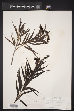 Chilopsis linearis image