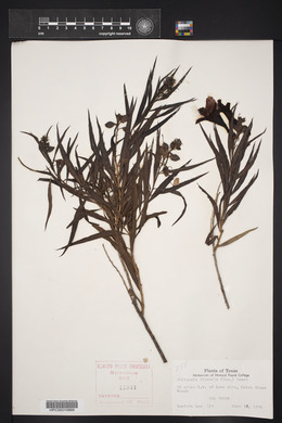 Chilopsis linearis image