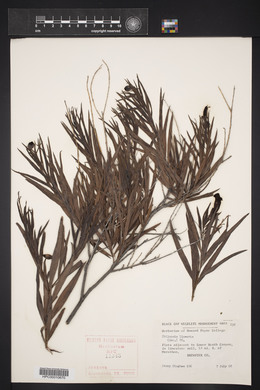 Chilopsis linearis image