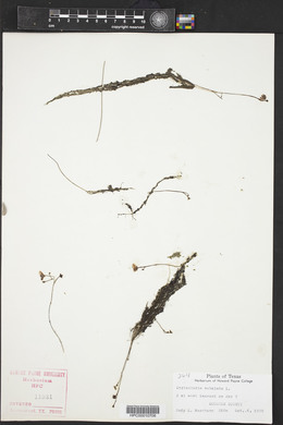 Utricularia subulata image