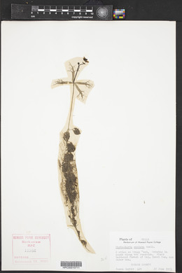 Utricularia radiata image