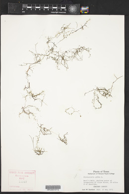 Utricularia gibba image