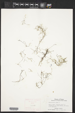 Utricularia gibba image