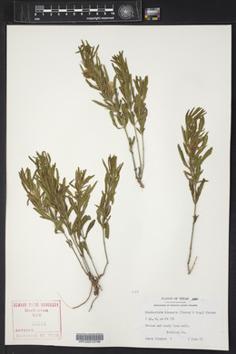 Dyschoriste linearis image