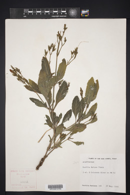 Ruellia metziae image