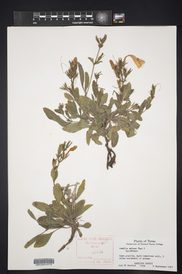 Ruellia metziae image