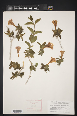 Ruellia californica image