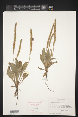 Plantago rhodosperma image