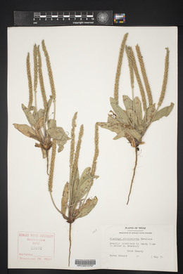 Plantago rhodosperma image