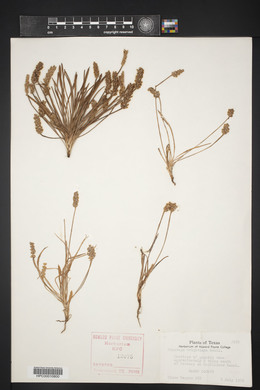 Plantago wrightiana image