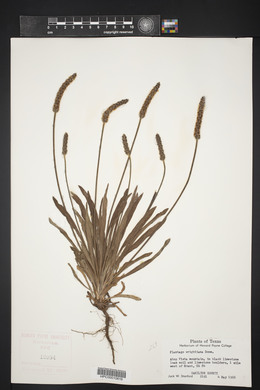 Plantago wrightiana image