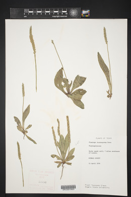 Plantago rhodosperma image