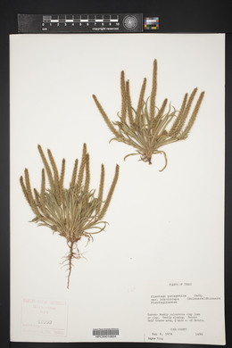 Plantago patagonica image