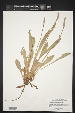 Plantago rhodosperma image