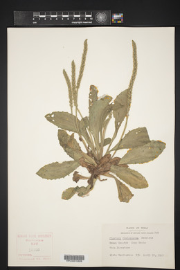 Plantago rhodosperma image