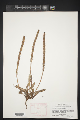 Plantago rhodosperma image