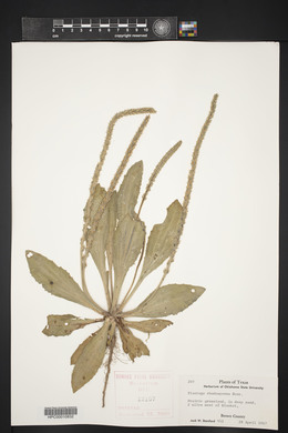 Plantago rhodosperma image