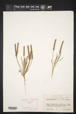 Plantago patagonica image