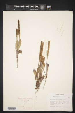 Plantago rhodosperma image