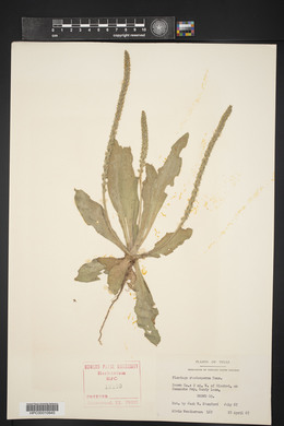 Plantago rhodosperma image