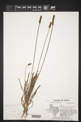 Plantago wrightiana image