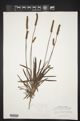 Plantago wrightiana image