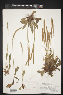 Plantago patagonica image