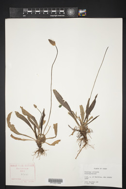 Plantago eriopoda image