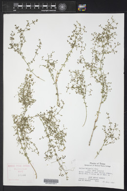 Galium wrightii image