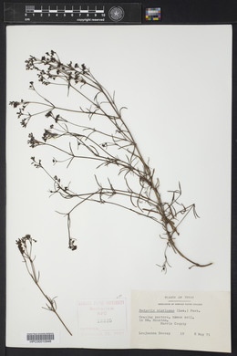 Stenaria nigricans image