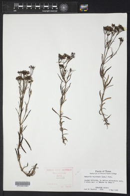 Stenaria nigricans image