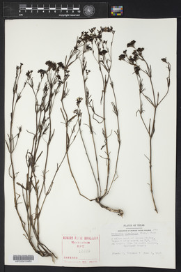 Stenaria nigricans var. nigricans image