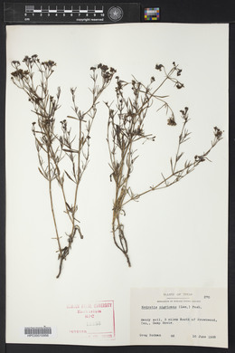 Stenaria nigricans var. nigricans image