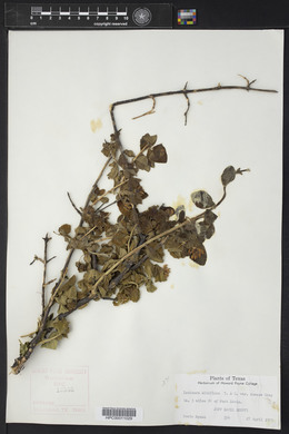 Lonicera albiflora image