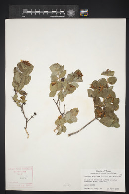 Lonicera albiflora image