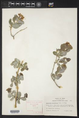 Lonicera albiflora image