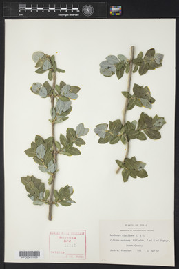 Lonicera albiflora image