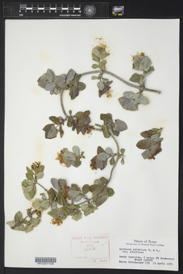 Lonicera albiflora image