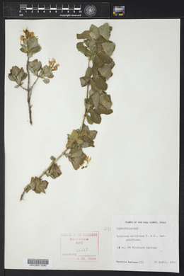 Lonicera albiflora image