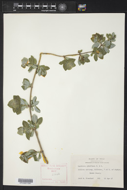 Lonicera albiflora image